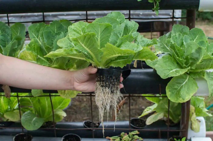 Hydroponics lettuce growing deep roots styrofoam plants water flow started get set lifting reveal student part board